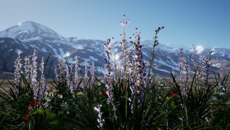 Campo-De-Lavanda-Con-Cielo-Azul-Y-Cubierta-Montañosa-Con-Nieve